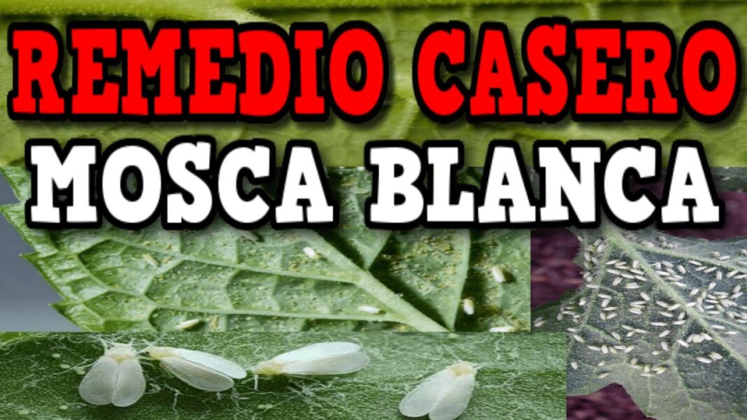 remedio-casero-para-la-mosca-blanca