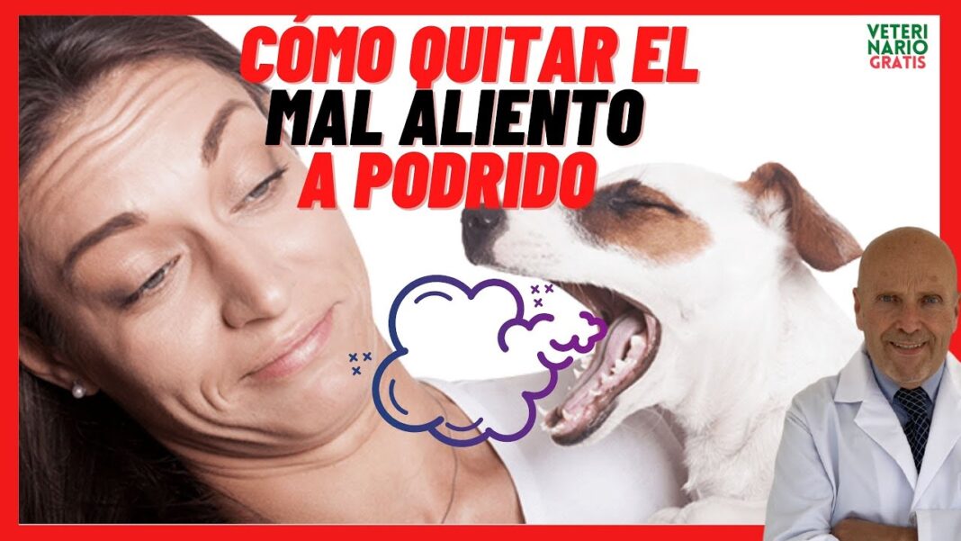 remedio-casero-para-mal-aliento-en-perros