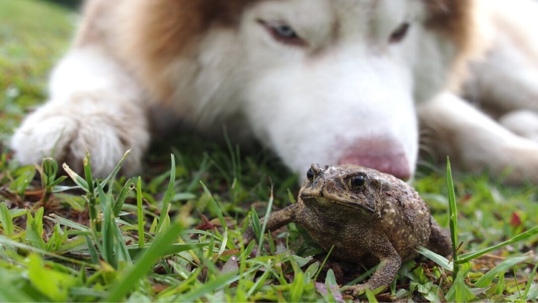 remedio-casero-para-perro-envenenado-por-sapo