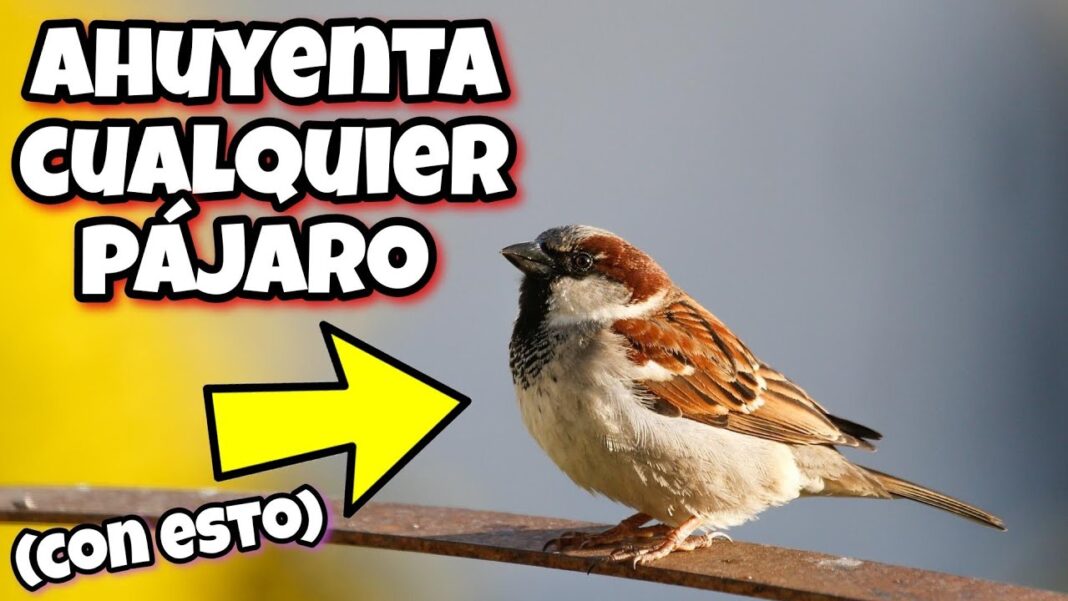 remedios-caseros-para-ahuyentar-gaviotas