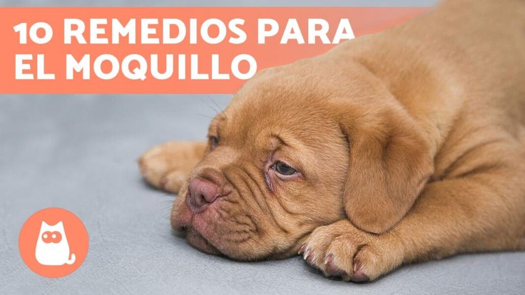 remedios-caseros-para-el-moquillo