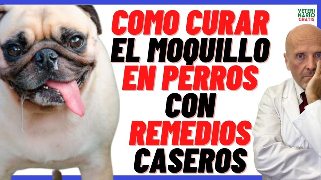remedios-caseros-para-el-moquillo-en-perros-cachorros
