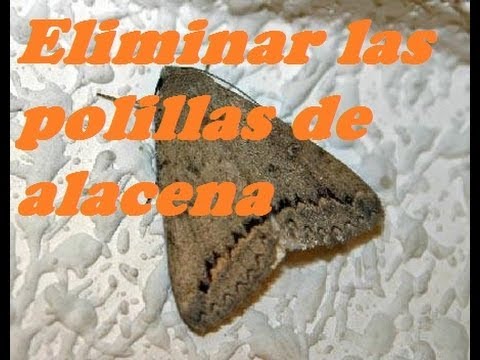 remedios-caseros-para-eliminar-polillas-alimentos