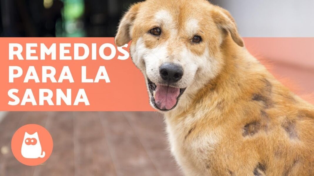 remedios-caseros-para-eliminar-sarna-en-perros