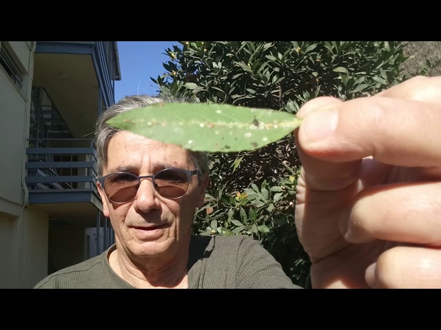 remedios-caseros-para-enfermedades-del-laurel