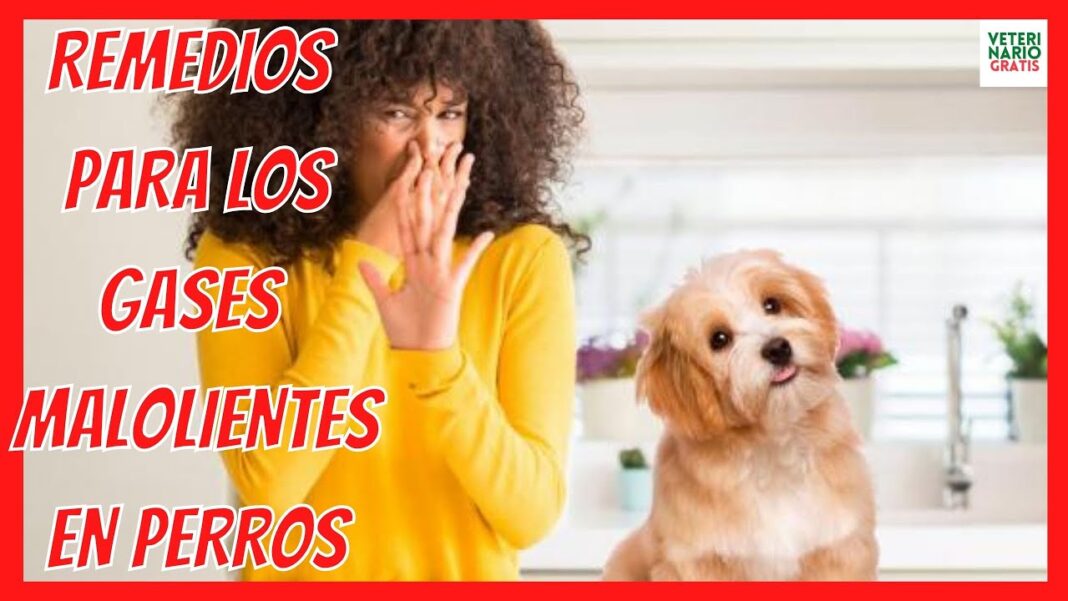 remedios-caseros-para-gases-en-perros