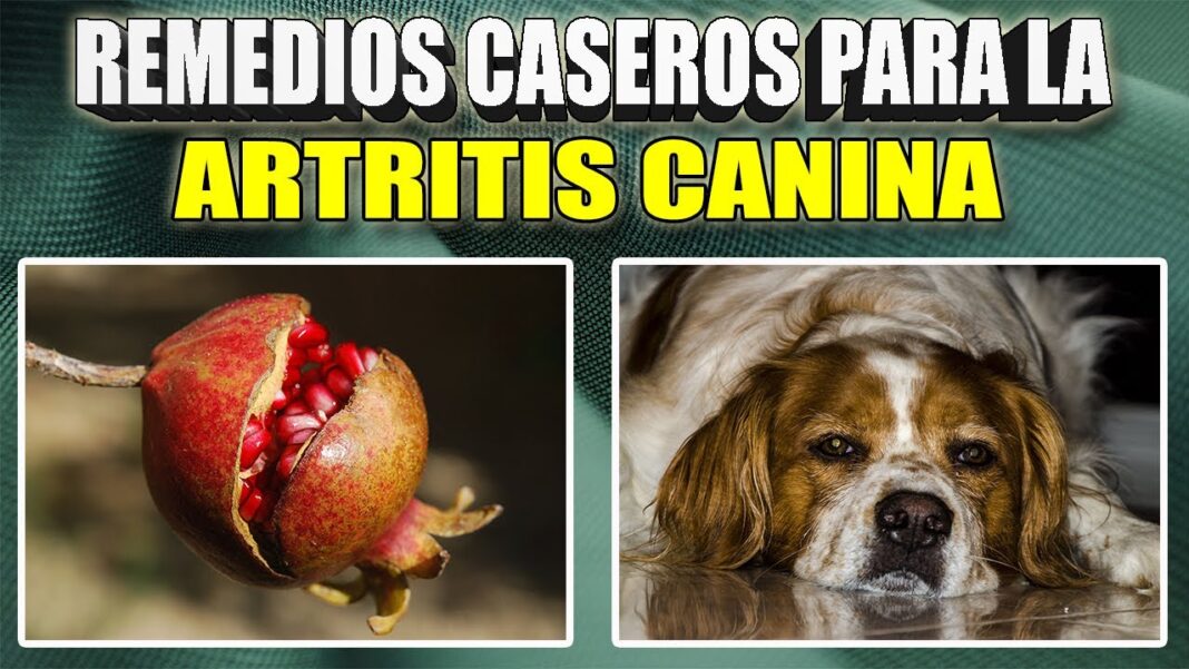 remedios-caseros-para-la-artritis-en-perros