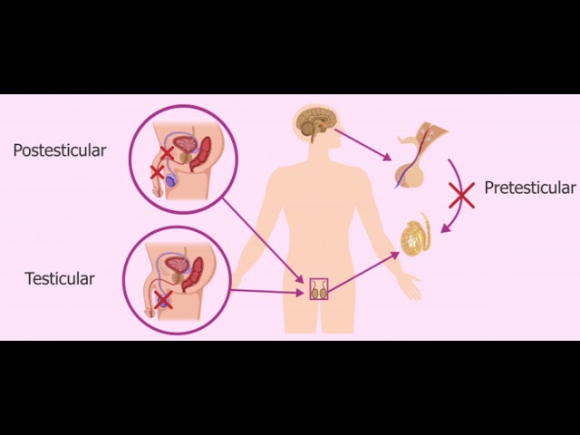remedios-caseros-para-la-fertilidad-del-hombre