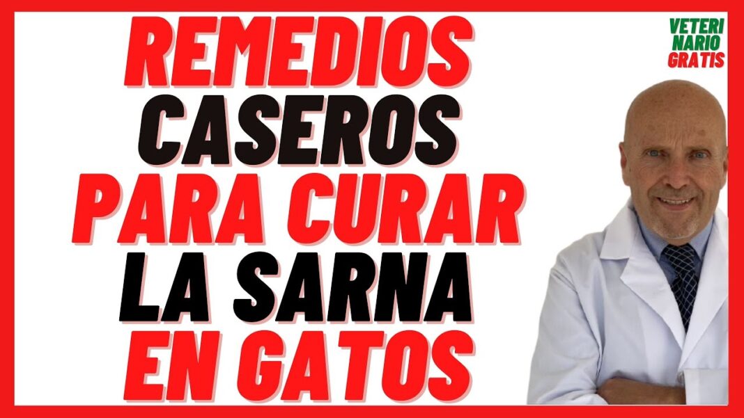 remedios-caseros-para-la-sarna-en-gatos
