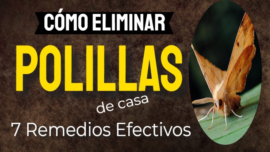 remedios-caseros-para-las-polillas