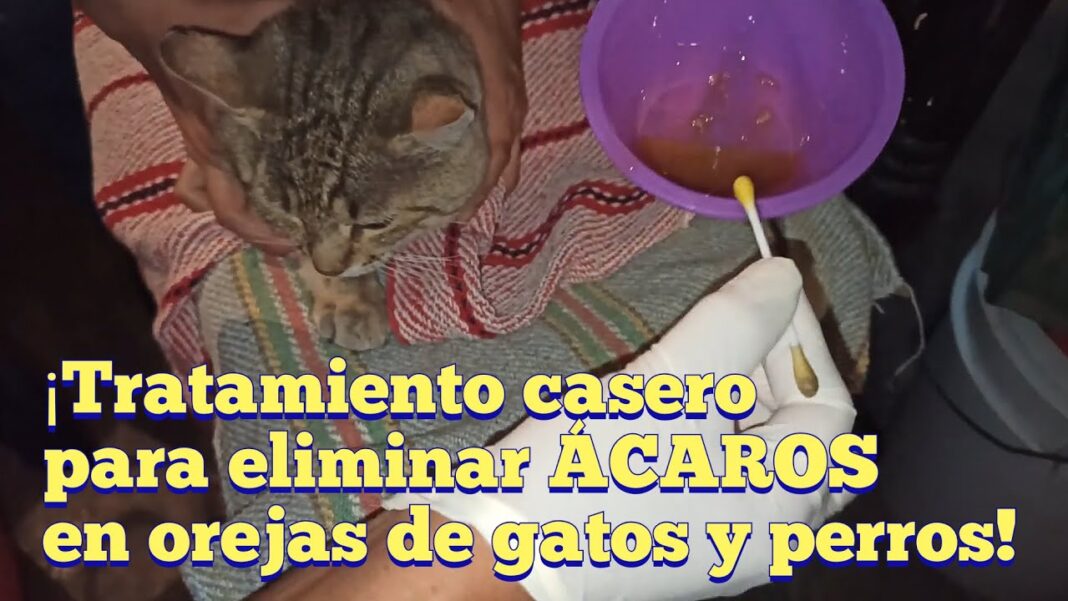 remedios-caseros-para-los-acaros-en-gatos