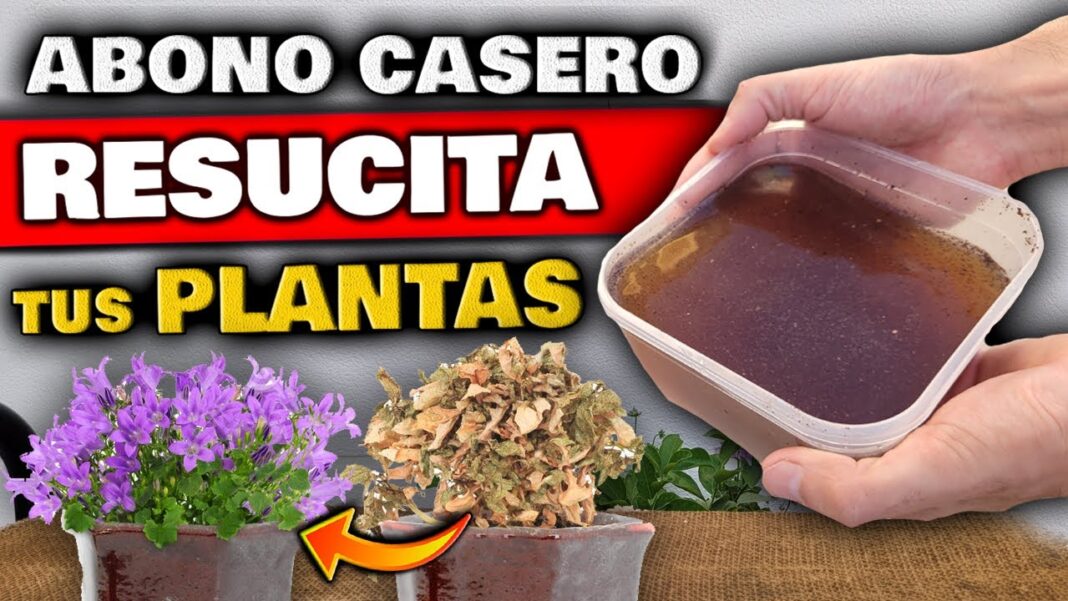 remedios-caseros-para-revivir-una-planta