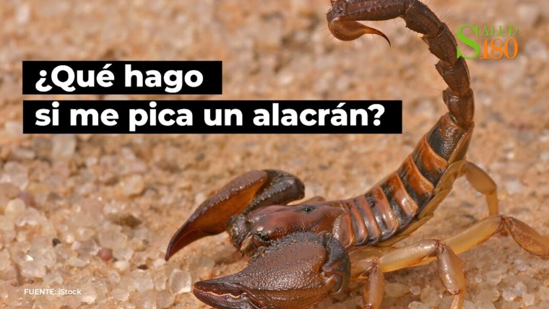 que-hacer-cuando-te-pica-un-alacran-remedios-caseros