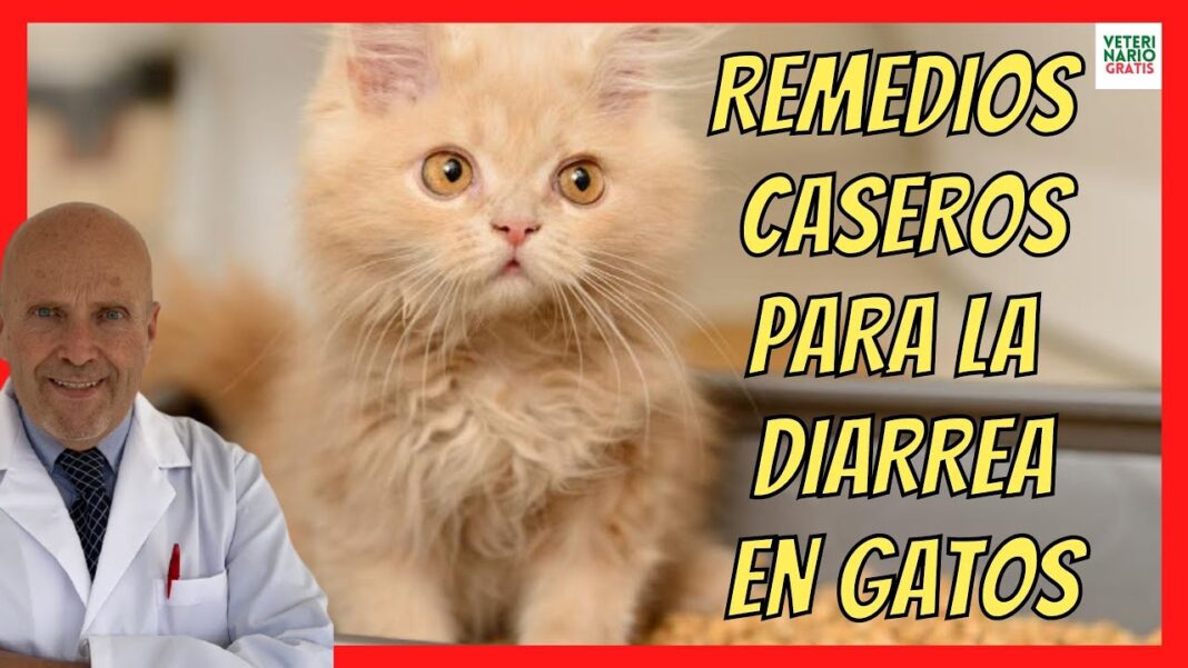 remedio-casero-para-gato-con-diarrea