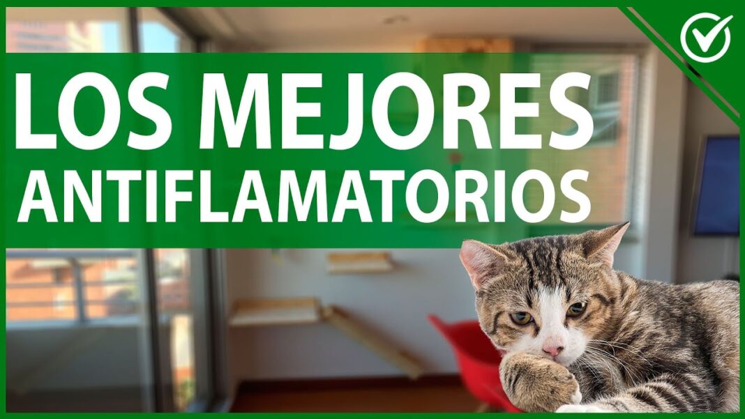 remedios-caseros-para-desinflamar-la-pata-de-un-gato