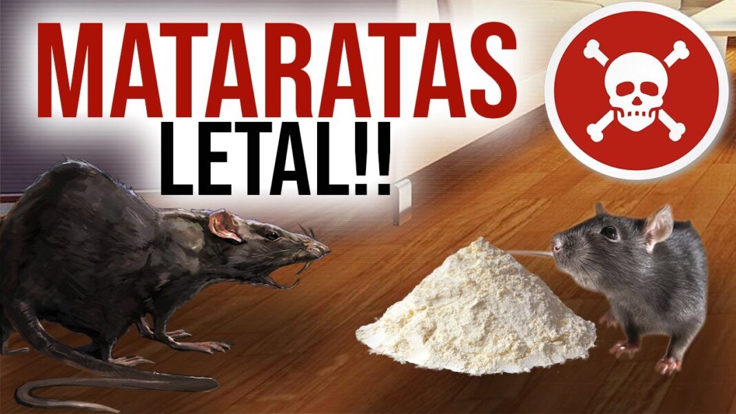 remedios-caseros-para-eliminar-ratas