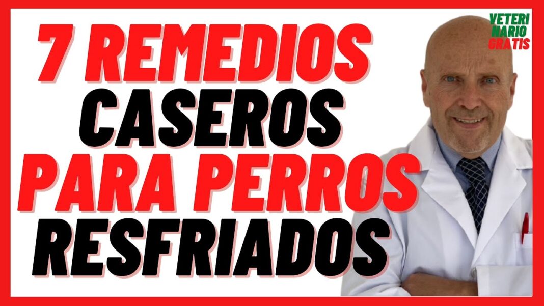 remedios-caseros-para-la-congestion-nasal-en-perros