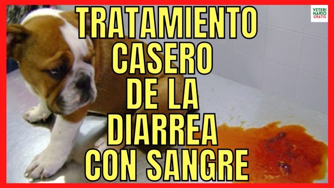remedios-caseros-para-la-diarrea-con-sangre-en-perros