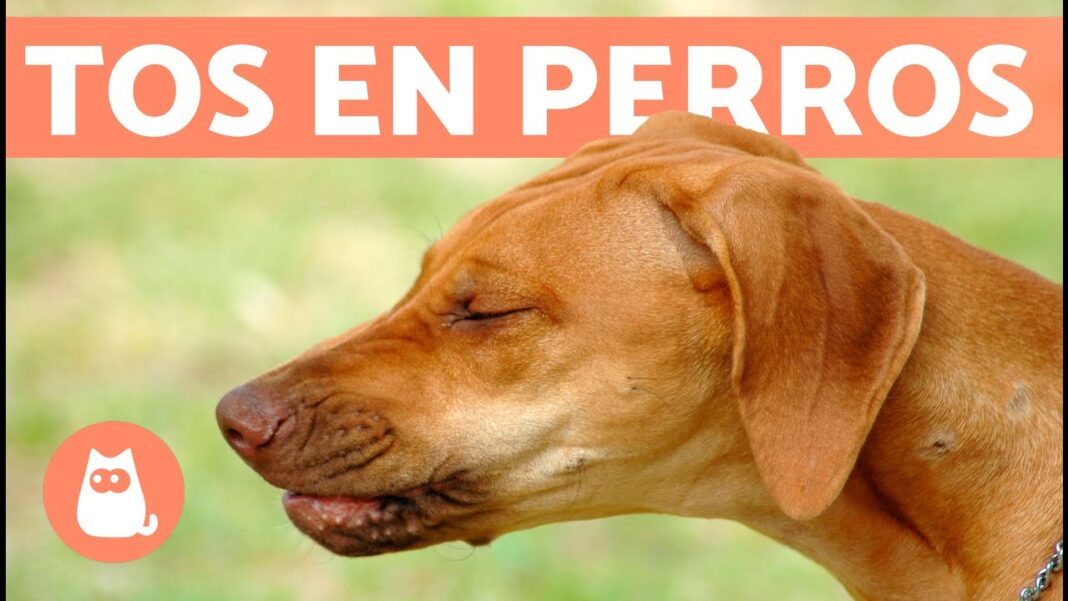 remedios-caseros-para-la-tos-en-perros