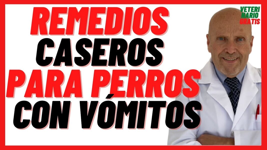 remedios-caseros-para-perros-con-vomito