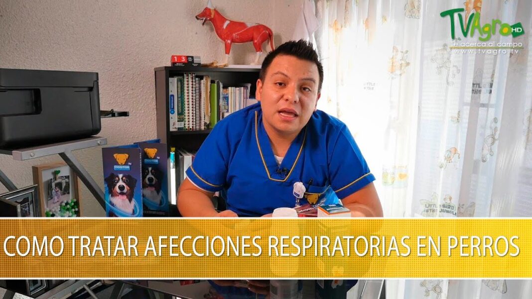 remedios-caseros-para-problemas-respiratorios-en-perros