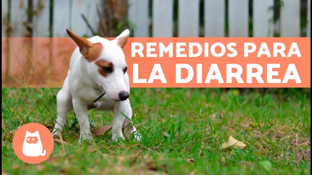 remedios-caseros-para-quitar-la-diarrea-en-perros