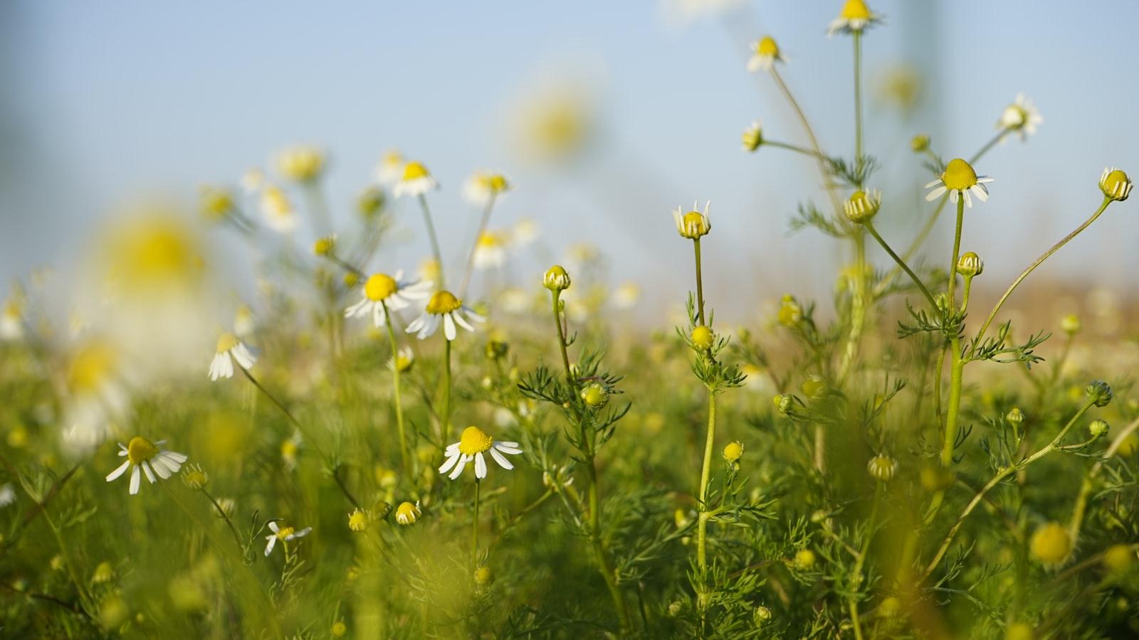 Natural Remedies‍ to Control Menstrual Bleeding