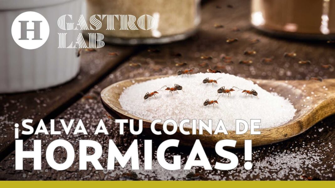 Como-eliminar-las-hormigas-remedios-caseros
