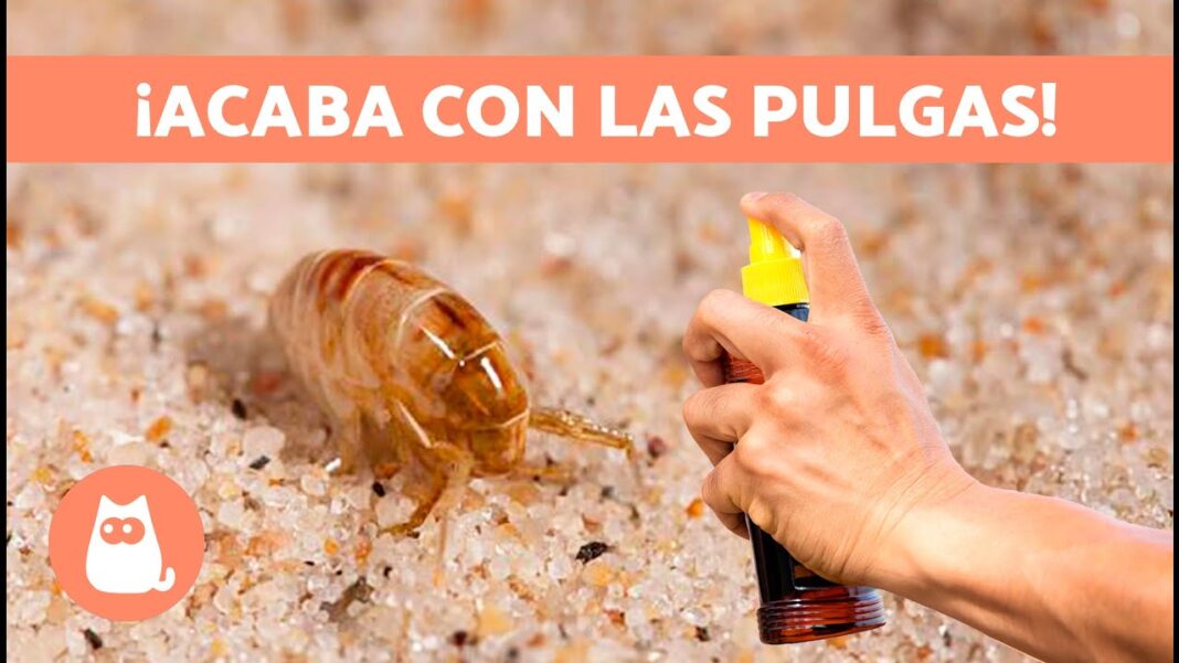 Como-eliminar-las-pulgas-de-mi-casa-con-remedios-caseros