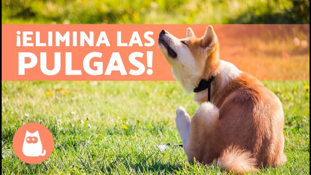 Como-quitarle-las-pulgas-a-un-perro-remedio-casero