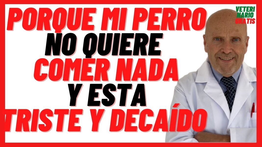Mi-perro-no-quiere-comer-y-esta-decaido-remedios-caseros