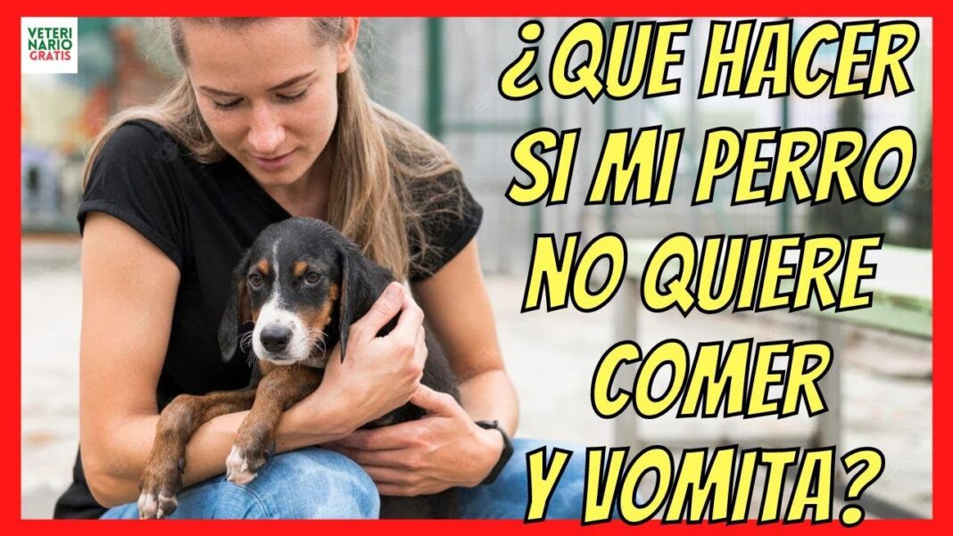 Mi-perro-no-quiere-comer-y-vomita-remedios-caseros