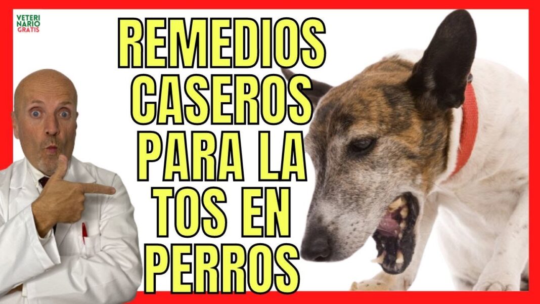 Mi-perro-tiene-tos-seca-remedios-caseros-1