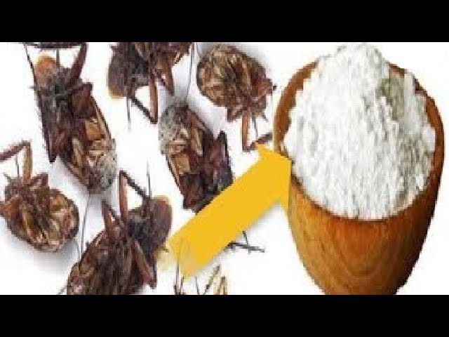 Remedio-casero-para-cucarachas-bicarbonato