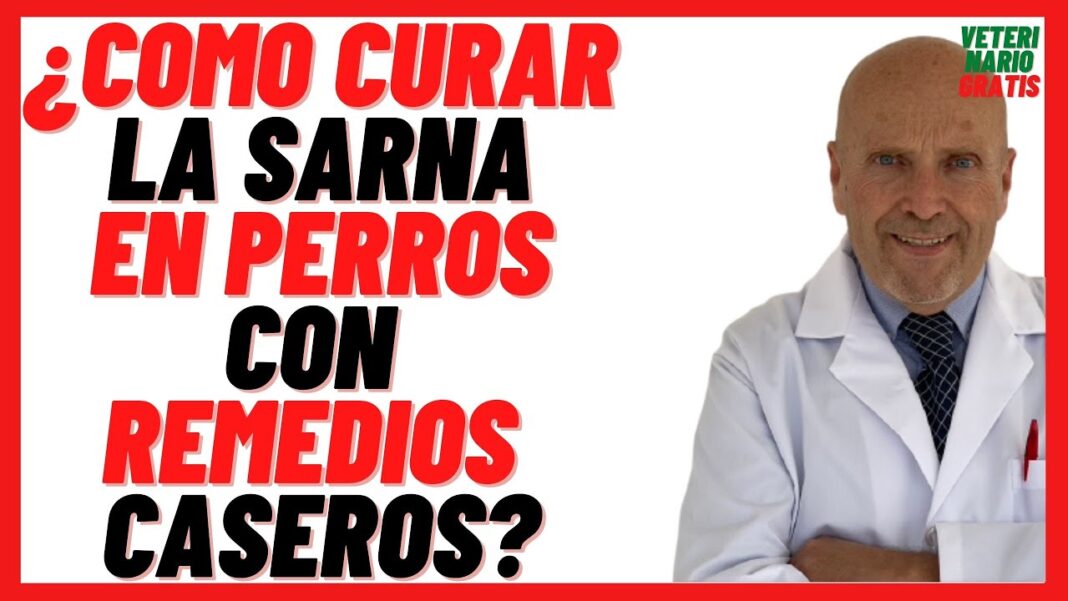 Remedio-casero-para-curar-la-sarna-en-los-perros