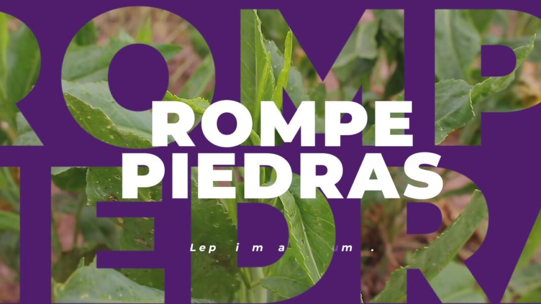 Remedio-casero-para-eliminar-piedras-en-la-vesicula