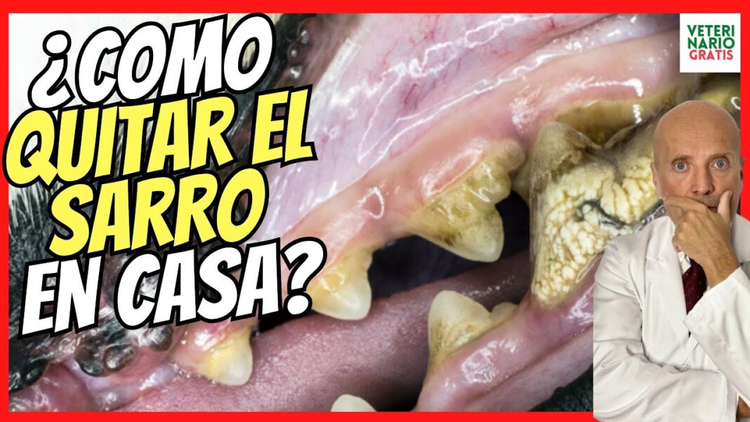 Remedio-casero-para-limpiar-los-dientes-de-perro