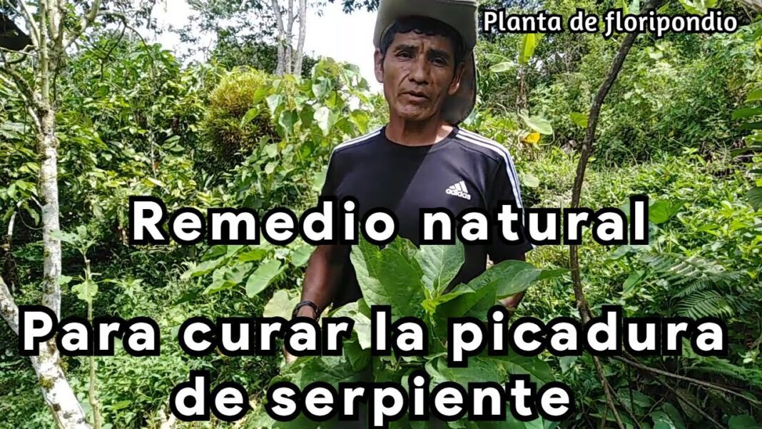 Remedio-casero-para-mordedura-de-serpiente