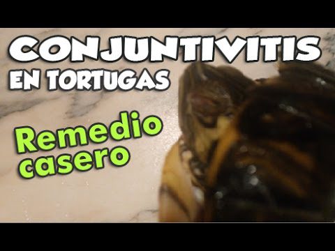 Remedio-casero-para-ojos-de-tortuga