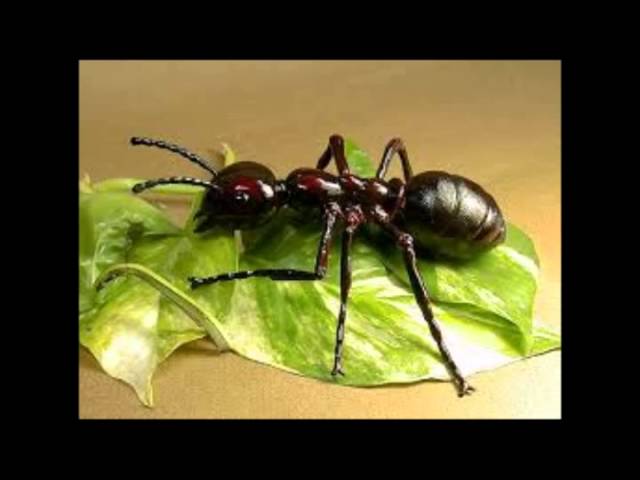 Remedio-casero-para-picadura-de-hormiga-roja