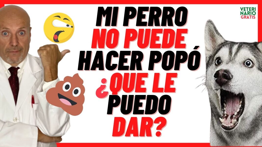 Remedio-casero-para-un-perro-estrenido
