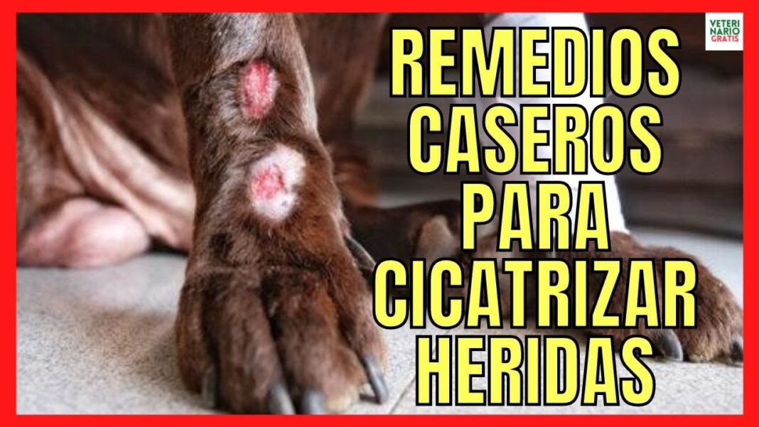 Remedios-caseros-para-cicatrizar-heridas-en-perros
