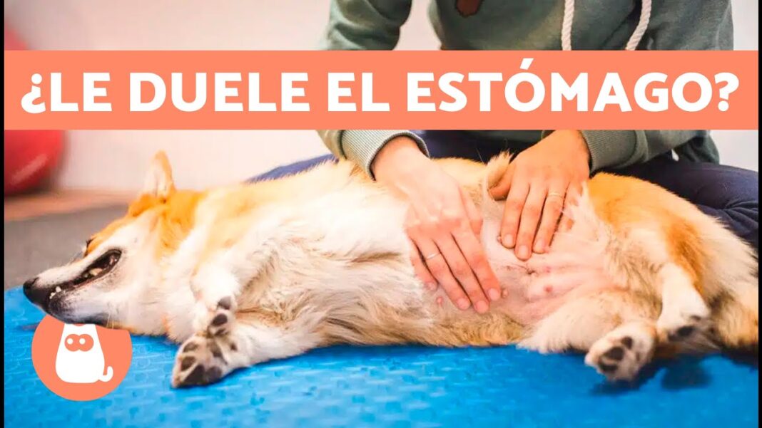 Remedios-caseros-para-el-dolor-de-estomago-en-perros
