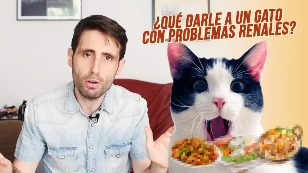 Remedios-caseros-para-gatos-con-problemas-renales