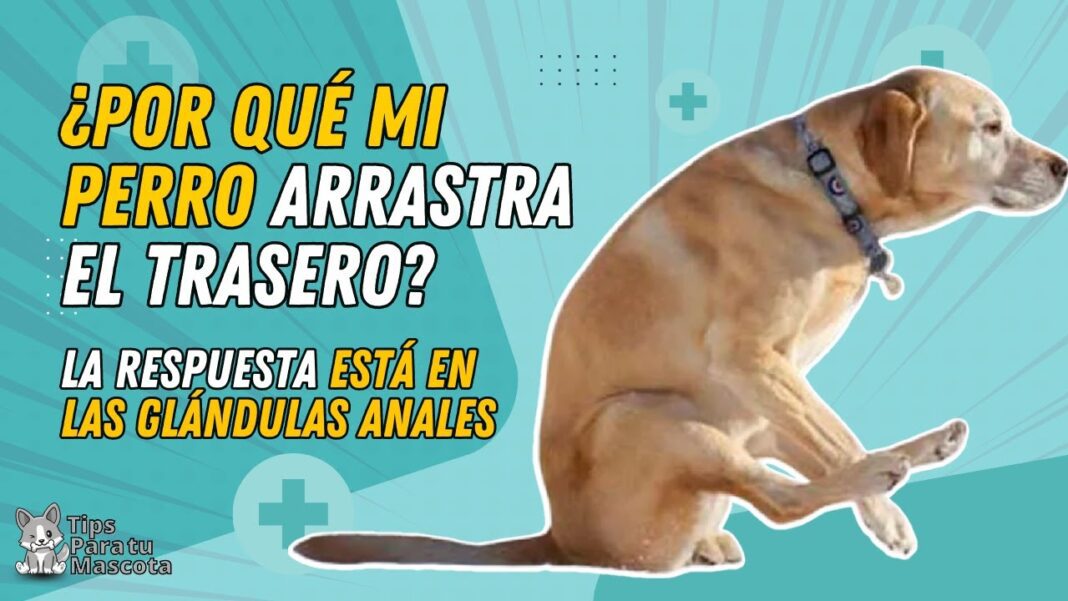 Remedios-caseros-para-glandulas-anales-en-perros