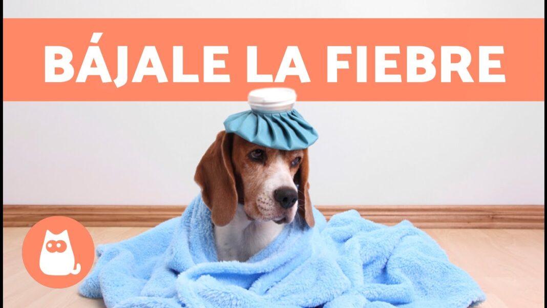 Remedios-caseros-para-la-fiebre-en-perros