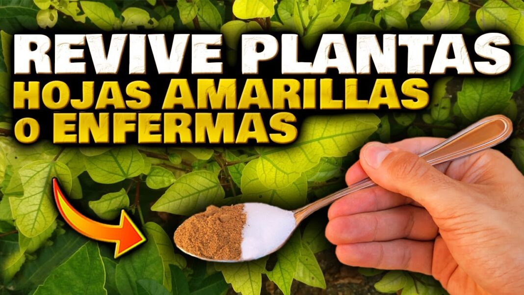Remedios-caseros-para-las-plantas-con-hojas-amarillas