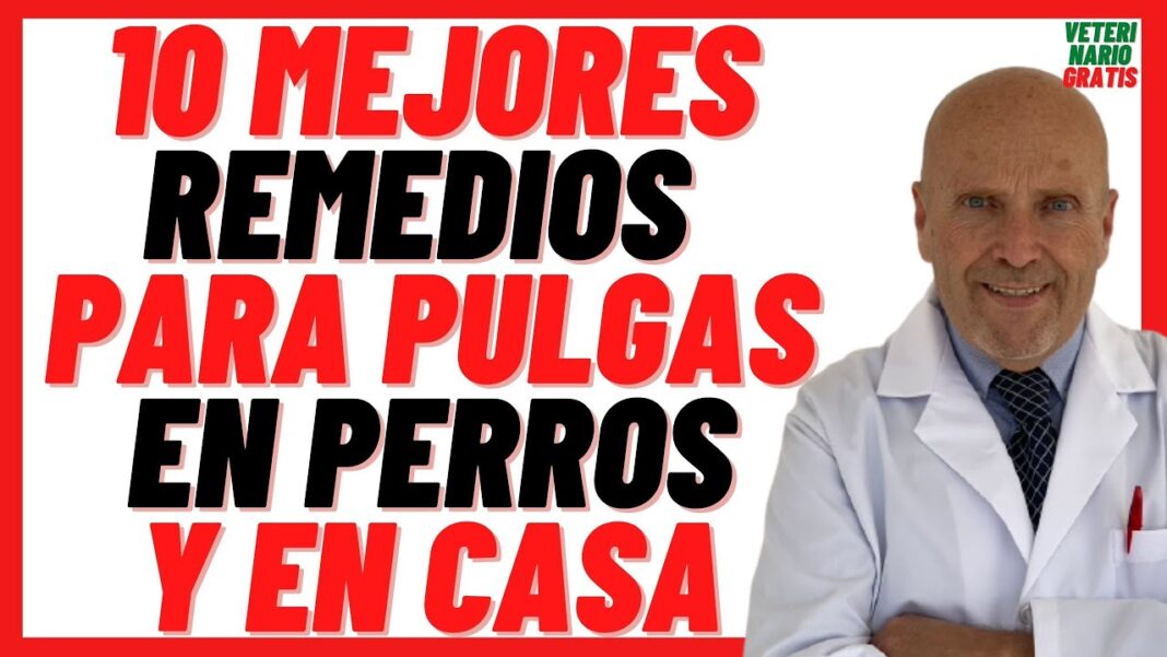 Remedios-caseros-para-matar-pulgas