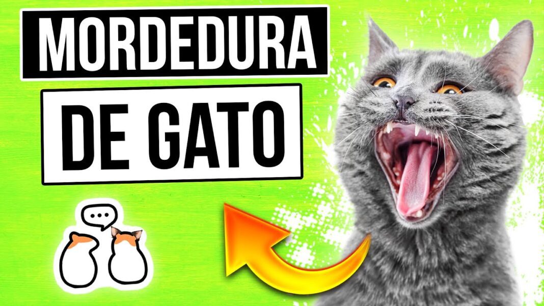 Remedios-caseros-para-mordedura-de-gato