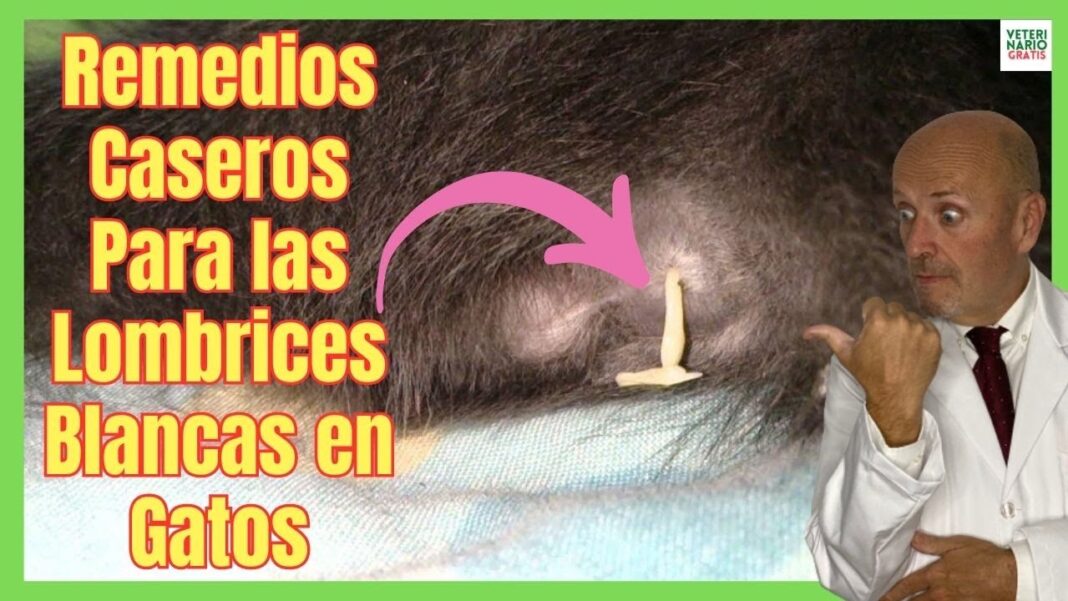 Remedios-caseros-para-parasitos-en-gatos